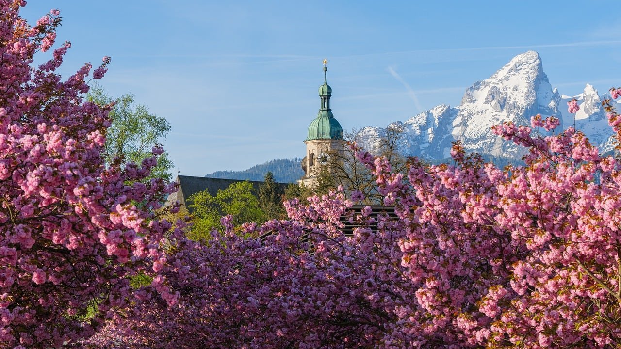 cherry blossom, spring, nature-8703884.jpg